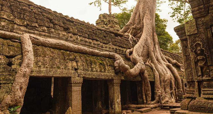 Ancient temple ruins with large tree roots growing over them.