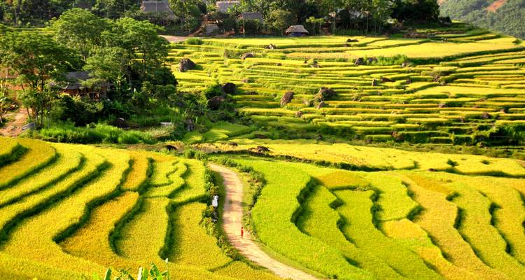 Vast terraces of green fields under a bright sky.