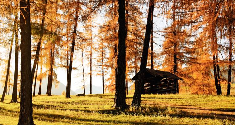 Rustige bosscène met herfstbladeren en een kleine houten hut.