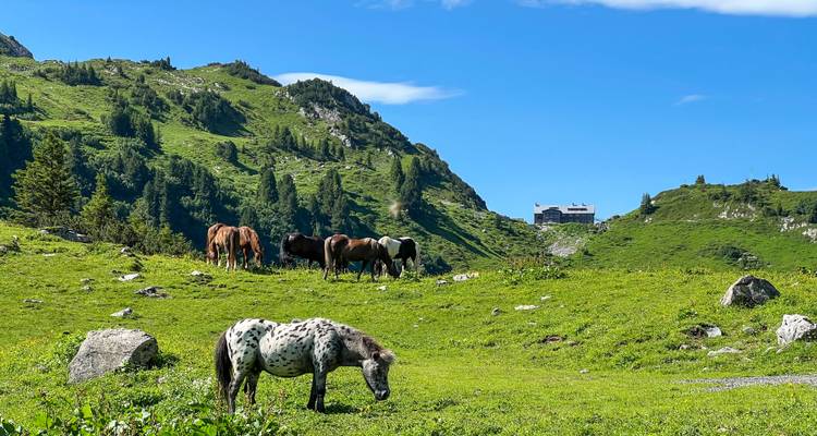 Chevaux paissant dans un paysage montagneux avec un bâtiment en arrière-plan.