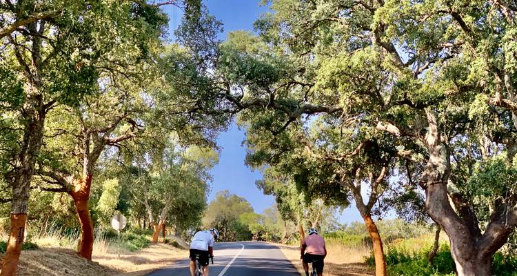 Zwei Radfahrer fahren durch eine malerische, von Bäumen gesäumte Straße.