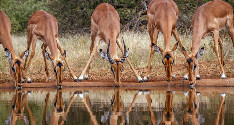 Impala buvant de l'eau dans une réserve animalière.