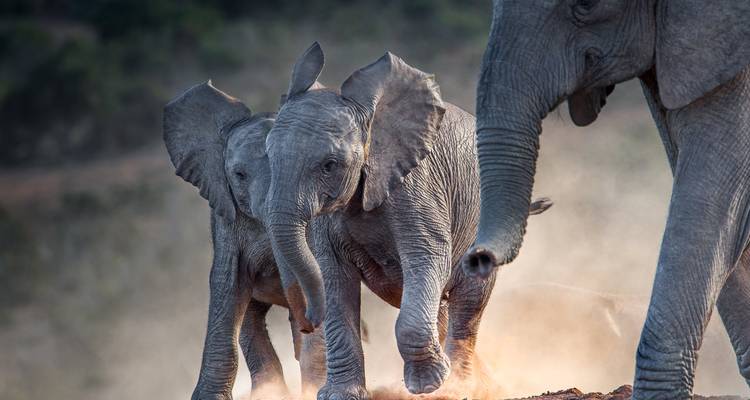 Bébés éléphants marchant dans la poussière, capturés dans un moment dynamique.