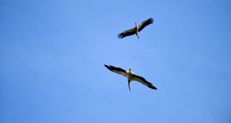 Deux oiseaux volant dans un ciel bleu clair.