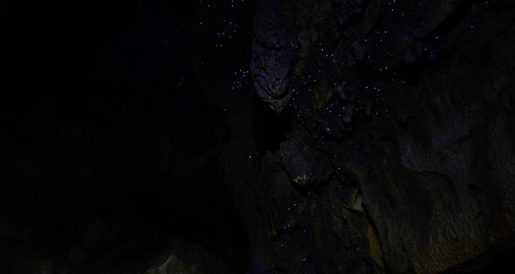 Vers luisants illuminant le plafond d'une grotte sombre.