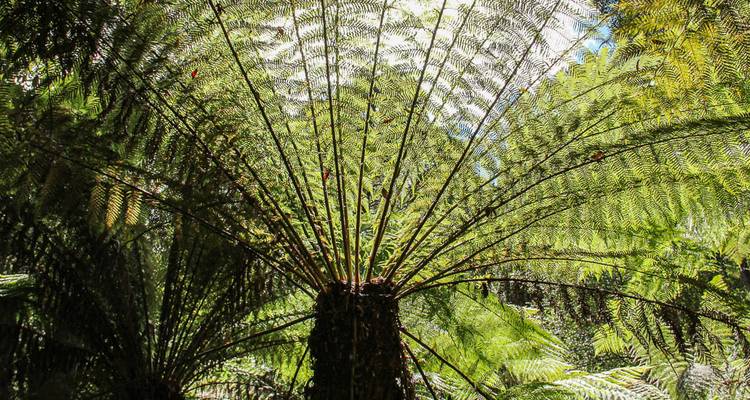 The underside of a large tree fern with sunlight filtering through.