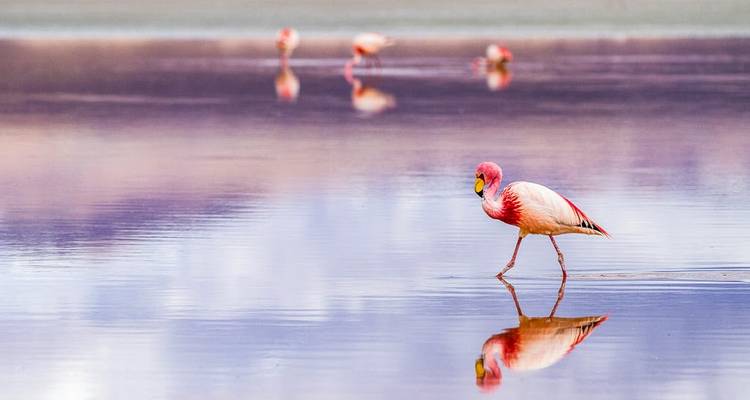 A flamingo wading in shallow water, reflected in the lake.