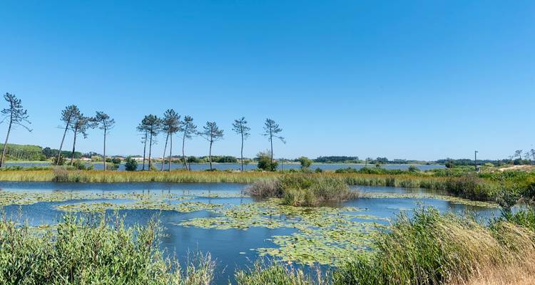 Kustmoerasgebied met bomen weerspiegeld in kalm water onder een heldere hemel.