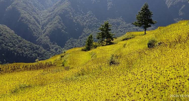 Un champ de fleurs jaunes sur une colline avec un horodatage dans l'image.