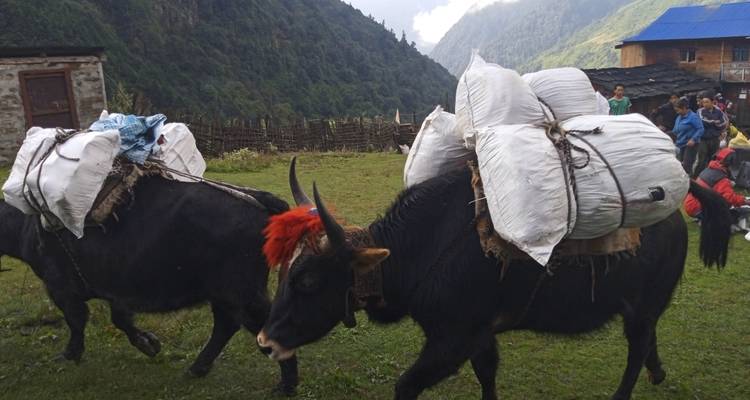 Yaks transportant des charges à travers une vallée verte avec des montagnes en arrière-plan.