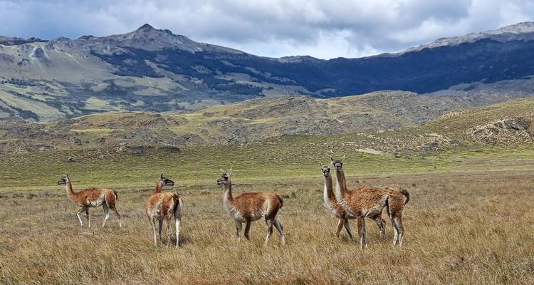 Gruppe von Guanakos auf einer grasbewachsenen Wiese mit Bergen.