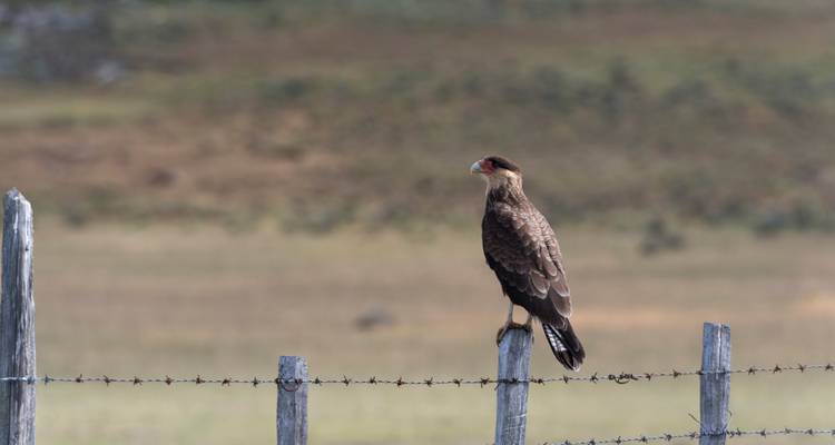Greifvogel, der auf einem Zaunpfahl sitzt.