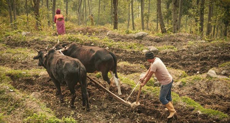 Twee mensen die een veld ploegen met ossen in een landelijke omgeving.