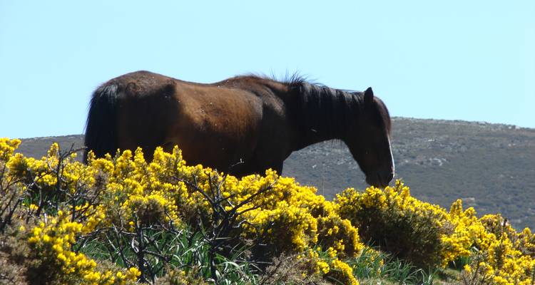 A horse grazing among yellow flowers on a hillside.