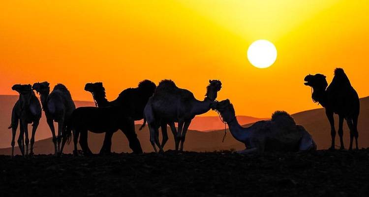 Silhouettes of camels under a vibrant sunset sky.