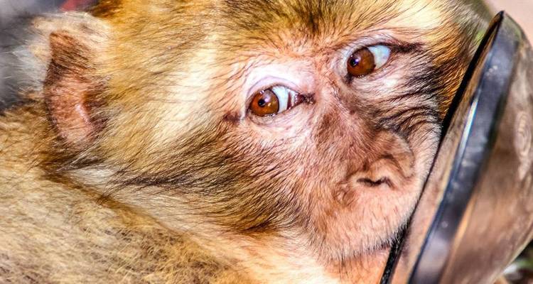 A close-up of a monkey with focus on its eyes.