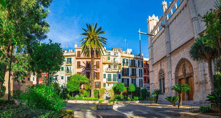 A plaza with palm trees and old buildings.