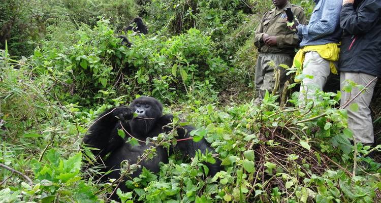 Des gorilles dans une forêt luxuriante avec des personnes qui les observent à distance.