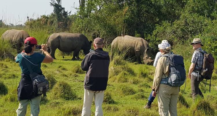 Groupe observant des rhinocéros dans une réserve naturelle herbeuse.