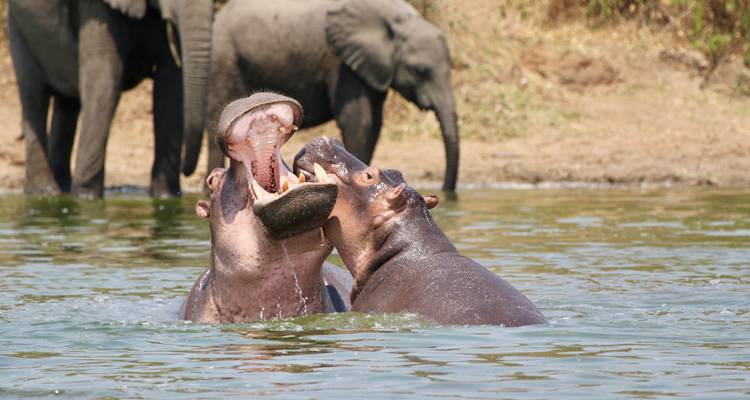 Des hippopotames jouant dans une rivière avec des éléphants en arrière-plan.
