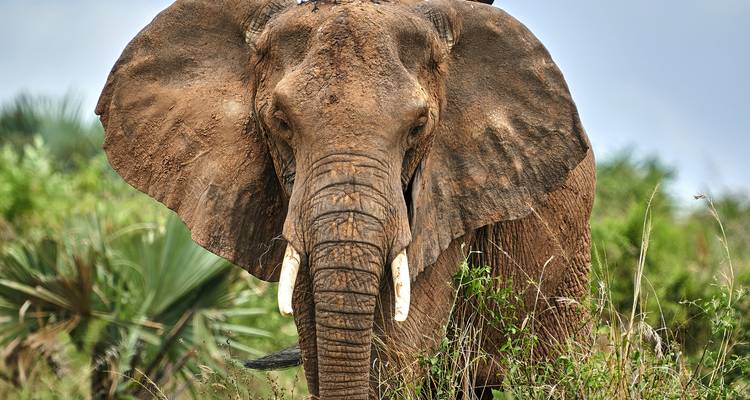 Gros plan d'un éléphant debout dans un environnement luxuriant.