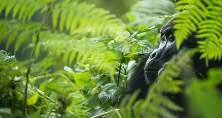 Gorille qui jette un coup d'œil à travers des feuilles vertes luxuriantes.