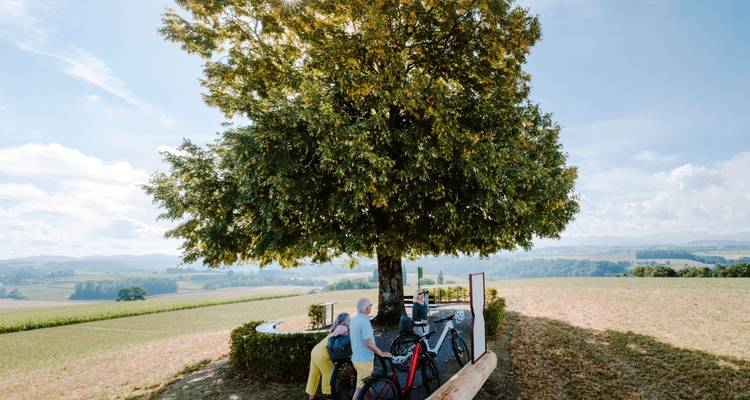 Zwei Radfahrer ruhen sich unter einem großen Baum in einer malerischen Landschaft mit Feldern im Hintergrund aus.