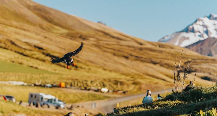 Ein Papageitaucher, der in einer natürlichen Landschaft mit Vögeln, Bergen und einem Fahrzeug im Hintergrund fliegt.