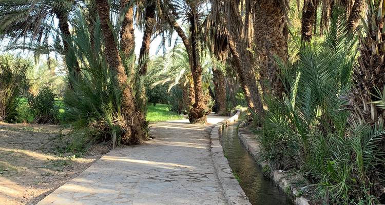 Pathway through a grove of palm trees with sunlight filtering through.
