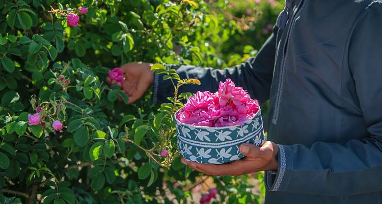 A person gathering fresh pink roses with a decorative bowl in a garden.