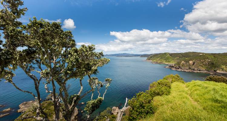 Paysage côtier avec un arbre et l'océan en arrière-plan.
