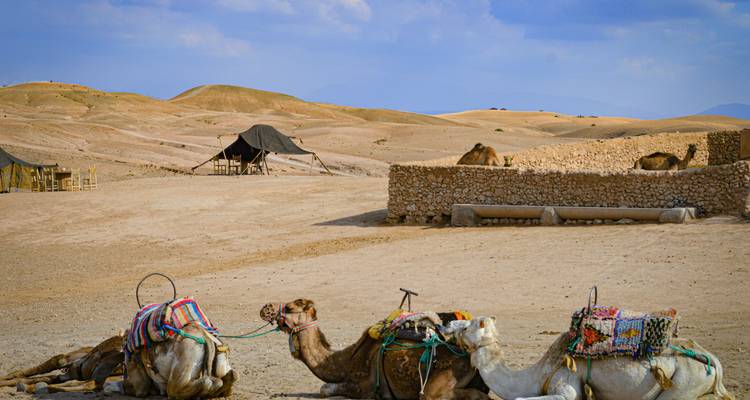 Camels resting in a sandy desert landscape.