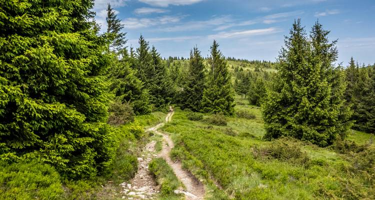 Bospad met weelderig groen en blauwe lucht.