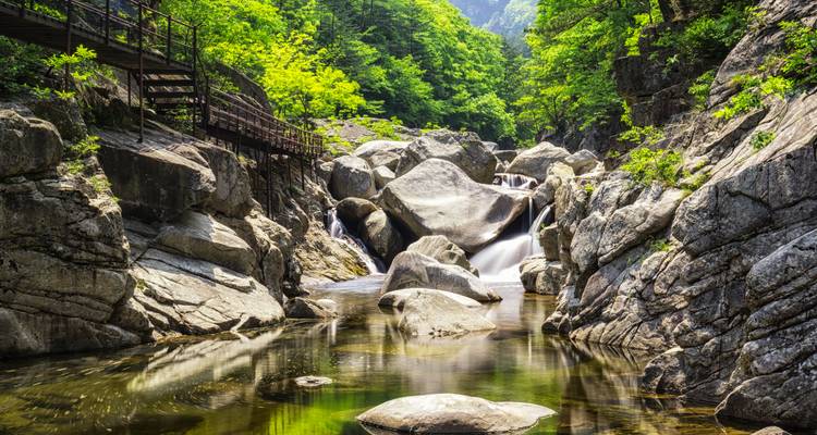Rocky stream flowing through a forested area.