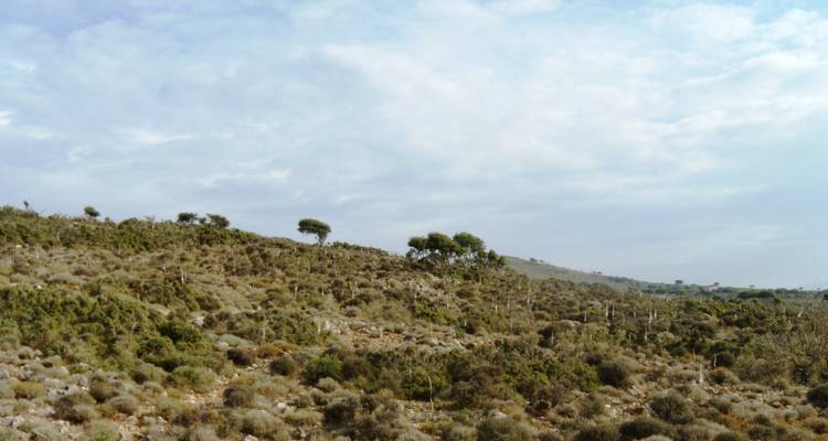 Un paysage serein avec une végétation clairsemée sous un ciel bleu.