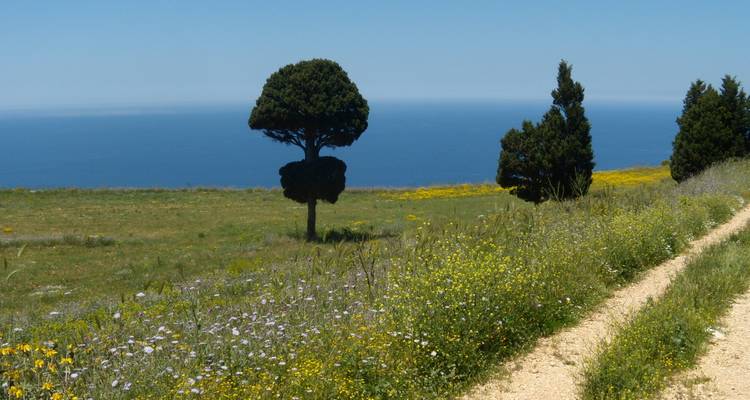 Un arbre solitaire dans un champ herbeux avec l'océan en arrière-plan.