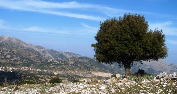 Un arbre solitaire dans un paysage rocheux avec des montagnes en arrière-plan.