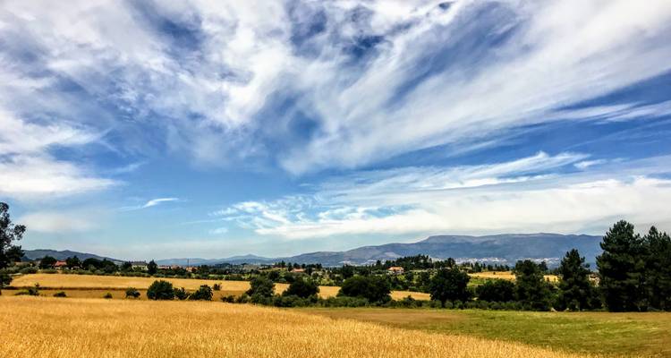 Ausgedehnte goldene Weizenfelder unter einem dramatischen Himmel mit feinen Wolken im ländlichen Portugal.