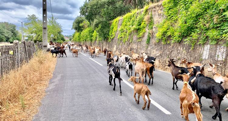 Troupeau de chèvres sur une route avec des murs de lierre vert.