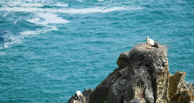 Stork on a nest perched on a cliffside overlooking the ocean.