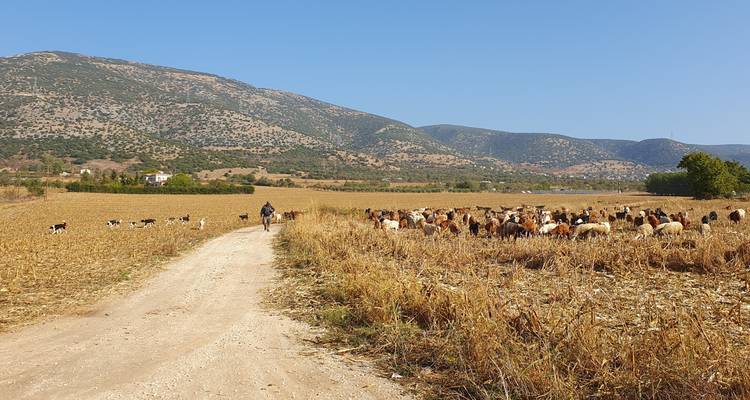 Une personne gardant un grand troupeau de moutons dans un champ rural avec un paysage montagneux en arrière-plan.
