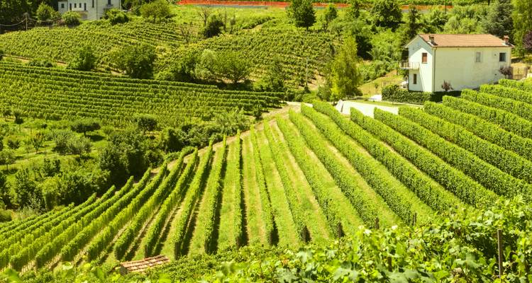 Sonnenverwöhnte Reihen grüner Weinberge, die einen Hügel hinabfallen, mit einem Bauernhaus in der Nähe
