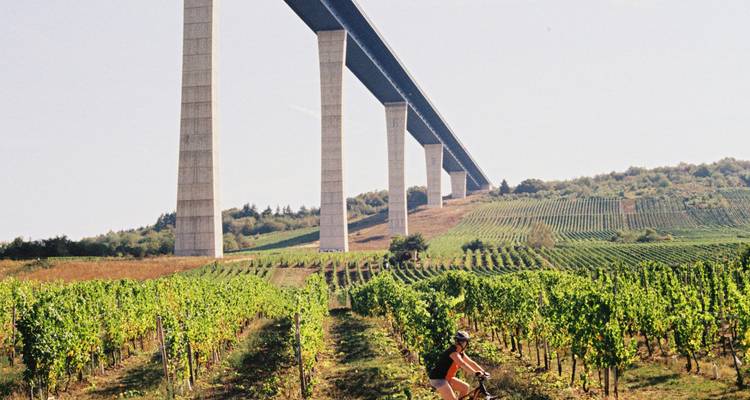 Fietser rijdt door wijngaarden met een grote brug erboven.
