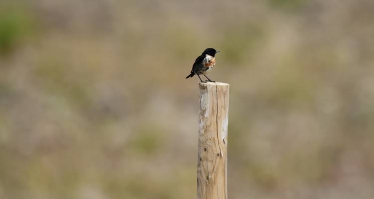 Bird perched on a wooden stake in a natural setting.
