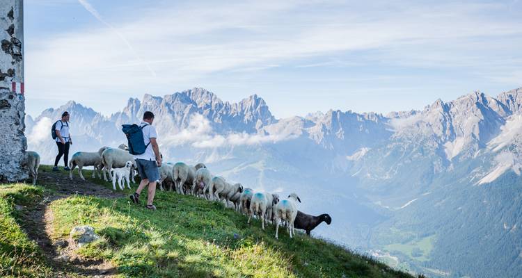 Des bergers marchant avec un troupeau de moutons le long d'un col de montagne avec des vues époustouflantes.