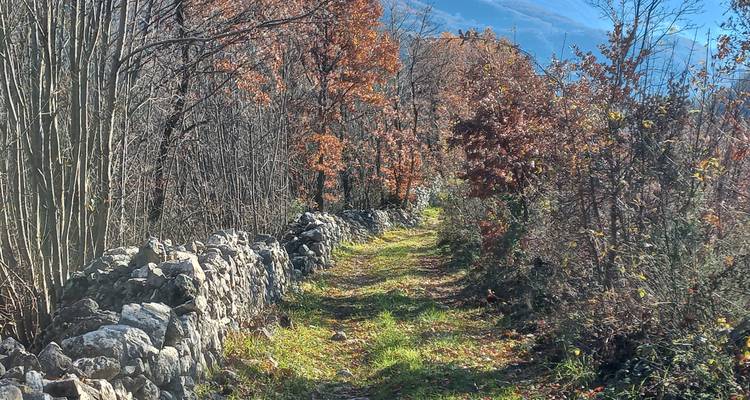 Een smal pad door een bos met jonge bomen en gevallen bladeren.