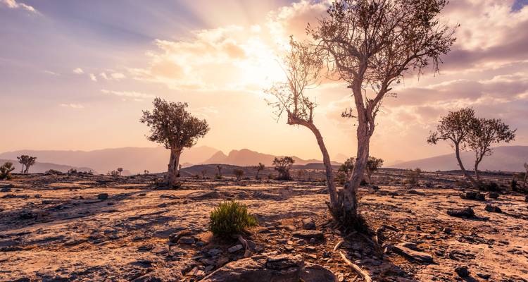 Dramatisch woestijnlandschap met schaarse bomen onder een zonsonderganghemel.