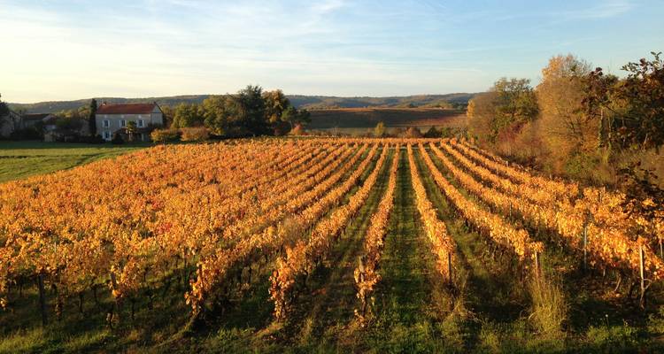 A vineyard with golden autumn leaves stretching out.