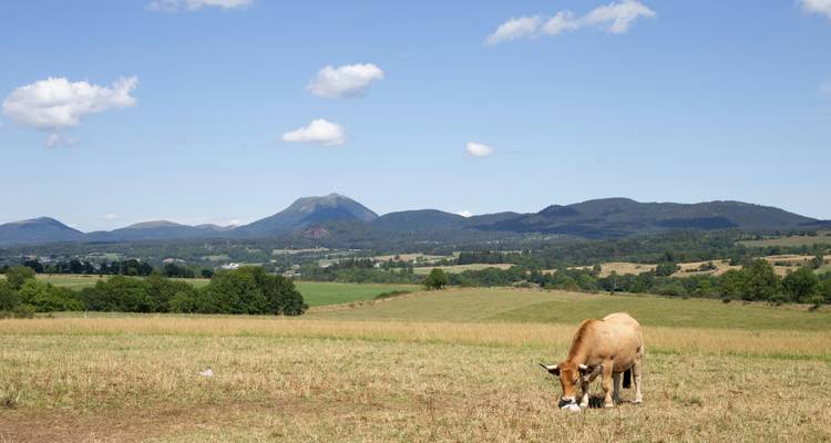 A cow grazing in a rural landscape with mountains in the distance.