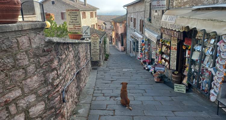 Rue pavée pittoresque avec un chien assis et des boutiques qui bordent le chemin.